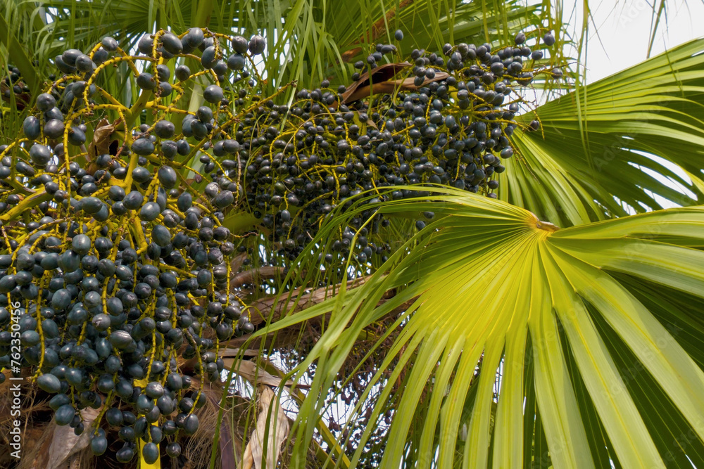 Fototapeta premium Close up of oval shape dark blue fruits on tree called livistona chinensis. Chinese fan palm with berry fruit sways on wind, closeup. Fruits of a palm tree, specie Livistona benthamii, bottoml view.