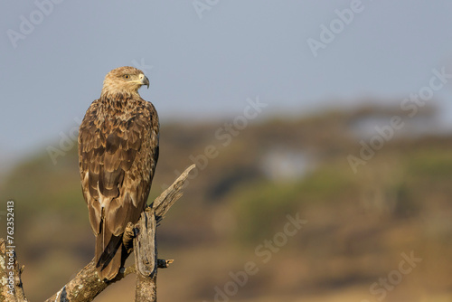 Tawny eagle (Aquila rapax) perched on a tree stump, Ngorongoro conservation area, Tanzania, Africa.