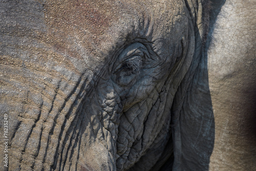 African Elephant (Loxodonta africana) portrait, close up, Ngorongoro conservation area, Tanzania.