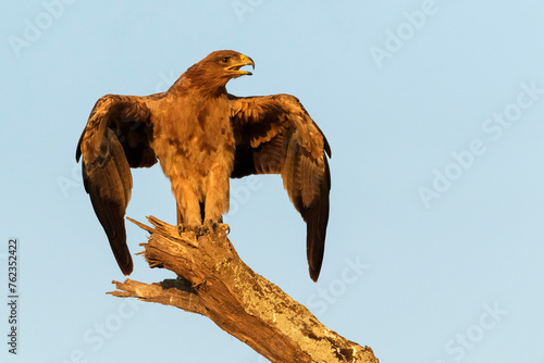 Tawny Eagle (Aquila rapax) perched on a tree, opening wings and threatening, Ngorongoro Conservation Area, Tanzania.