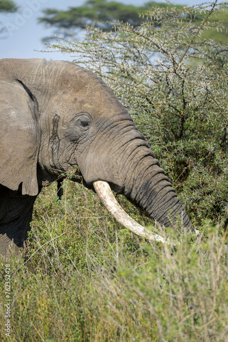 African Elephant (Loxodonta africana) eating from acacia tree, Ngorongoro conservation area, Tanzania.