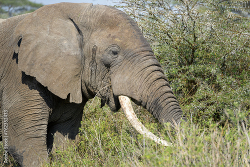 African Elephant (Loxodonta africana) eating from acacia tree, Ngorongoro conservation area, Tanzania.