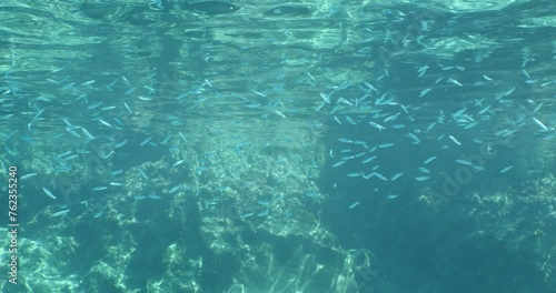 silversides underwater silverside fish school  behaviour backgrounds Atherina boyeri) photo