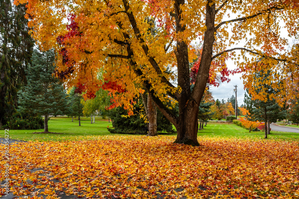 Beautiful vibrant autumn colors foliage in a park zone 