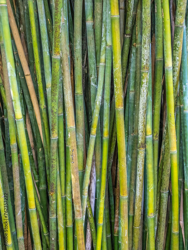Closeup of Bamboo filling frame