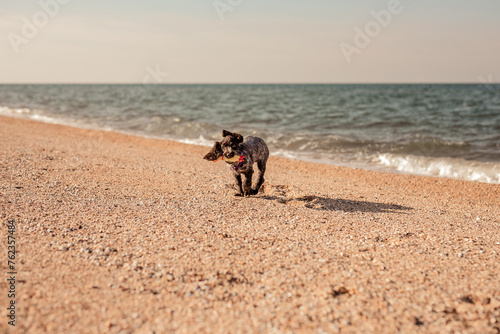 Russian brown spaniel puppy running and playing on the sandy beach. Summer nature