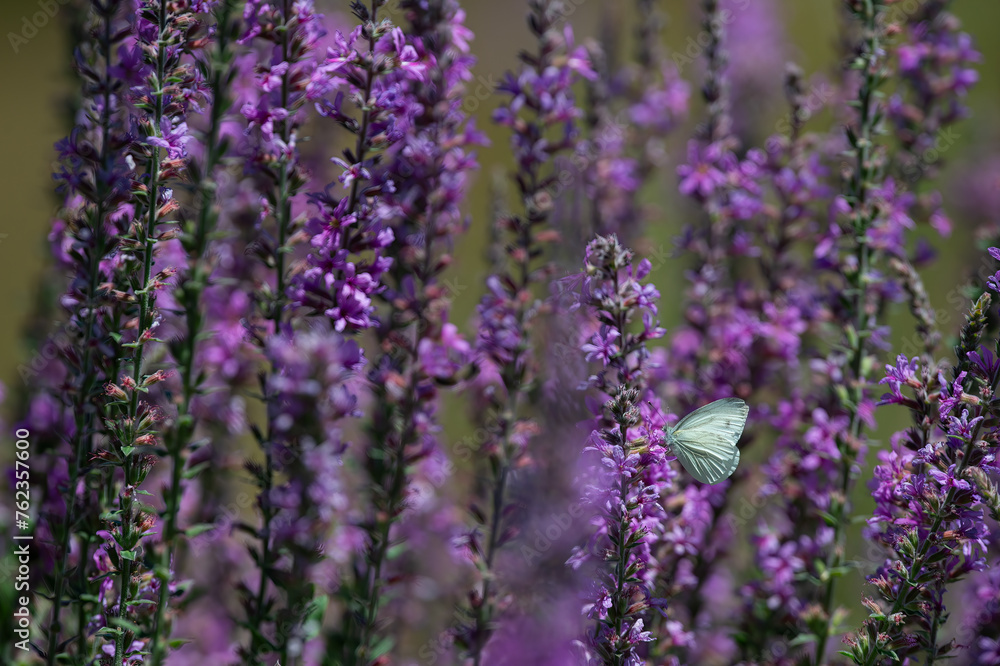 Obraz premium White butterfly among purple flowers. Large White, Pieris brassicae.