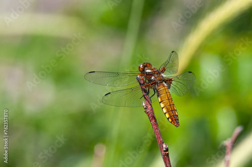 A beautiful picture of a female broadbodied chaser. Libellula depressa sitting on the top of a branch. © TAMER YILMAZ
