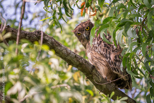 Brown Fish Owl - Ketupa zeylonensis, beautiful large own hiding inside tree, living in South Asian woodlands close to lakes and rivers, Nagarahole Tiger Reserve, India.