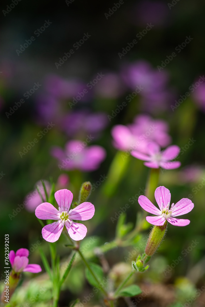 Fototapeta premium Wild geranium is in the Geraniaceae, Geranium family.