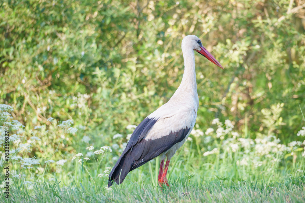 White stork (Ciconia ciconia)
