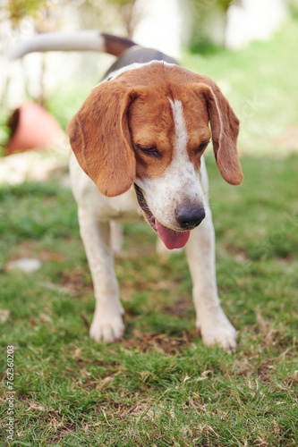 Curious beagle dog