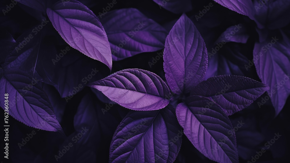 High-angle View of Plum-Colored Foliage Backdrop
High-angle View of Plum-Colored Foliage Backdrop
