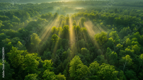 forest - fresh leaves and sun rays.