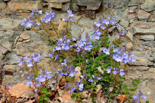 Veronica pectinata blossoms in natural habitat. Medicinal Veronica in full bloom. Blue field flowers. photo