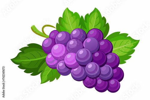 grape vector illustration