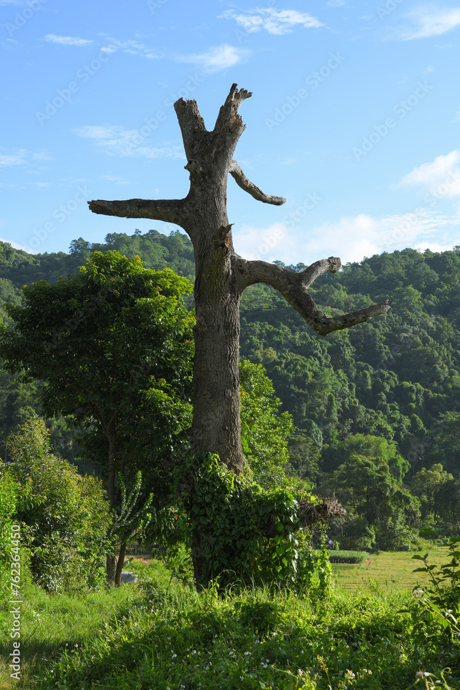 Fototapeta premium dead tree in the forest
