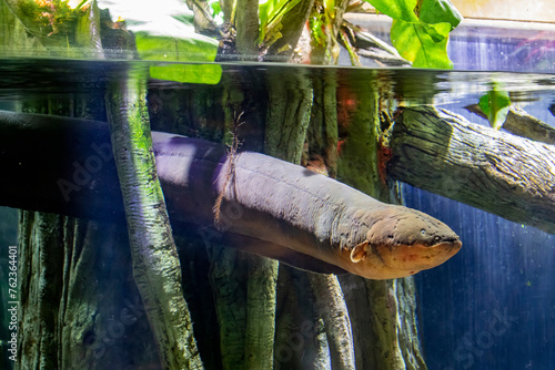 The electric eel (Electrophorus electricus) is a South American electric fish.
It has three pairs of abdominal organs that produce electricity.
it is not an eel, but rather a knifefish. photo