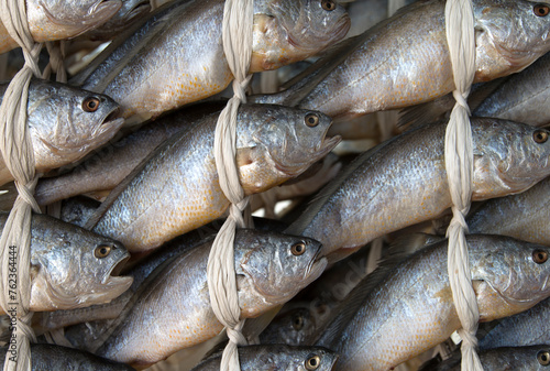 View of drying croakers photo