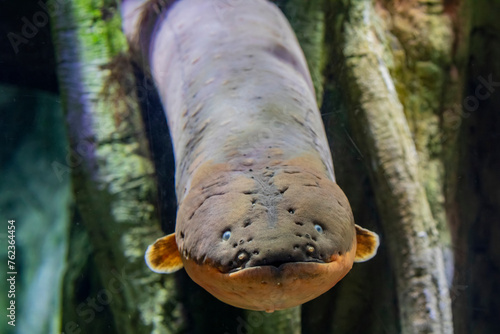 Canvas Print The electric eel (Electrophorus electricus) is a South American electric fish