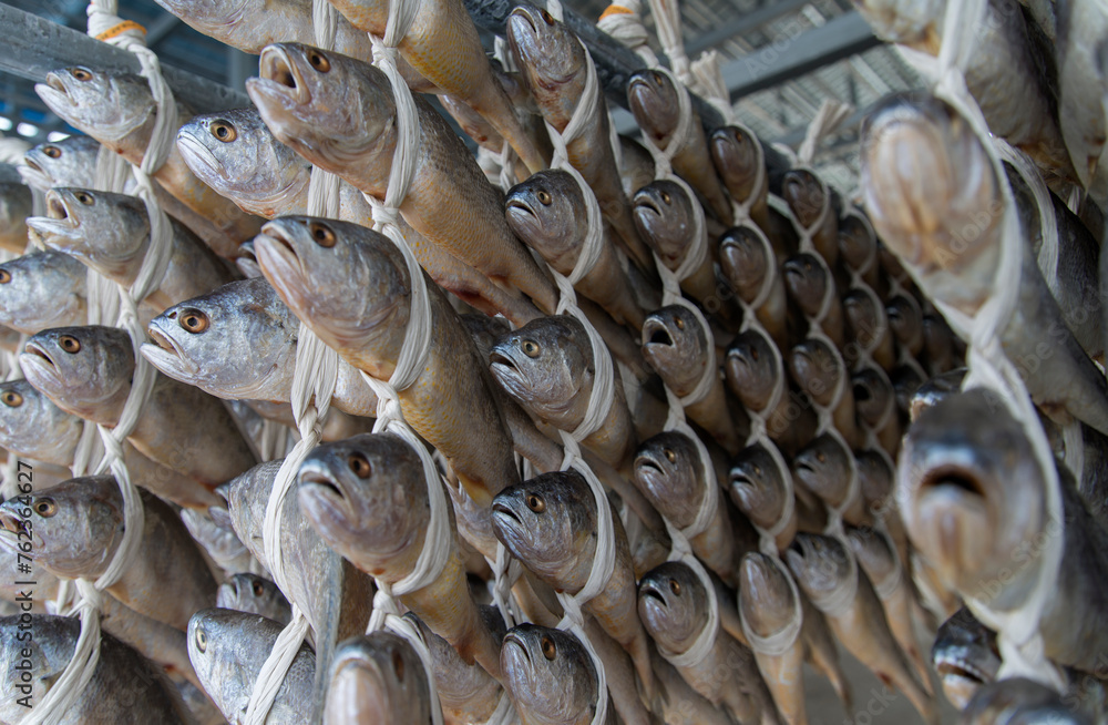 View of drying croakers View of drying croakers