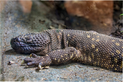 The Mexican beaded lizard (Heloderma horridum) is a species of lizard in the family Helodermatidae, one of the two species of venomous beaded lizards found principally in Mexico and southern Guatemala photo