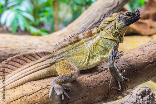 Philippine sailfin lizard (Hydrosaurus pustulatus) is an oviparous lizard endemic to several of the islands that make up the Philippines and is also found in New Guinea and Eastern Indonesia. photo