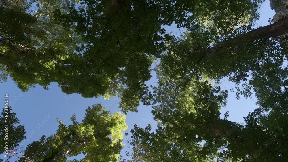 summer forest tree tops in the sky summer forest tree tops in the sky