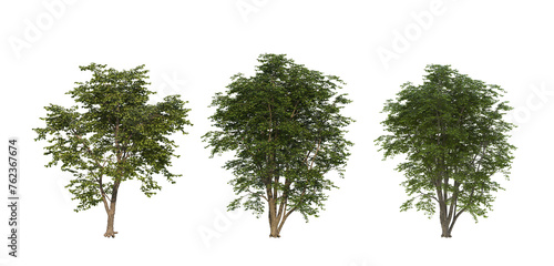 Group of tree isolated on transparent background.