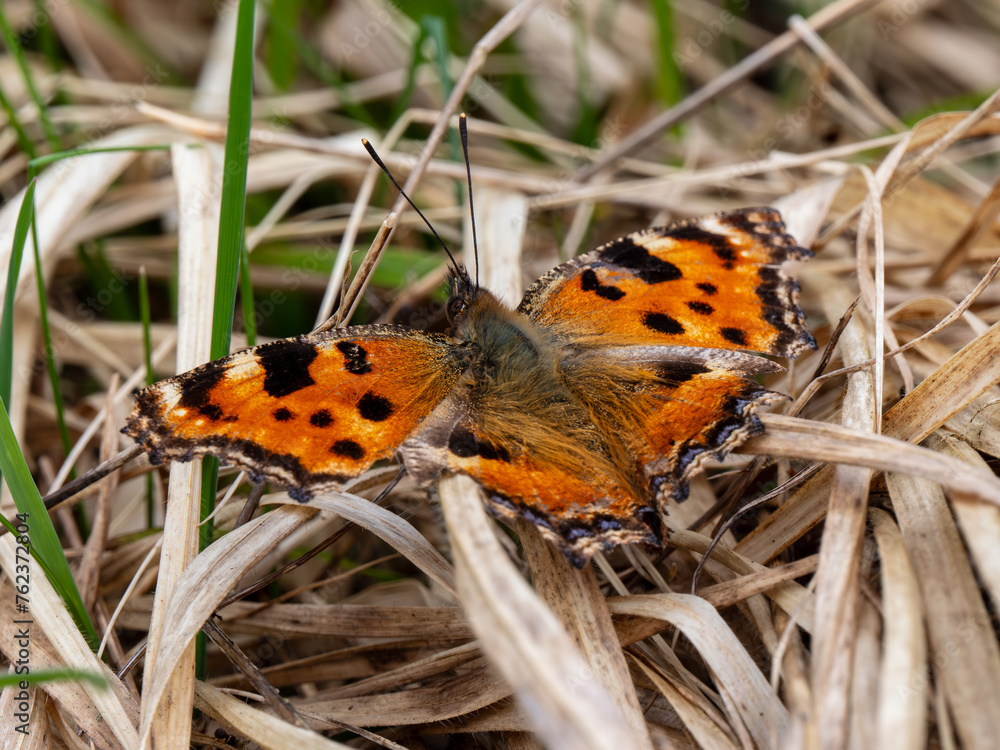 Large Tortoiseshell Butterfly Resting with its Wings Open Large Tortoiseshell Butterfly Resting with its Wings Open