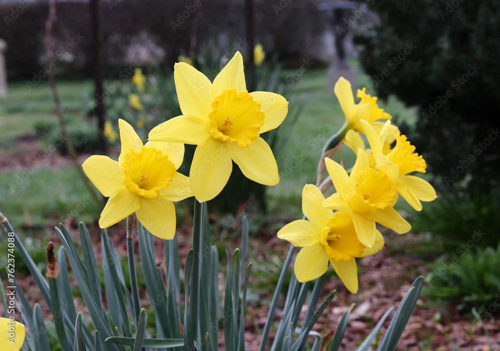 Obraz premium yellow daffodils in spring