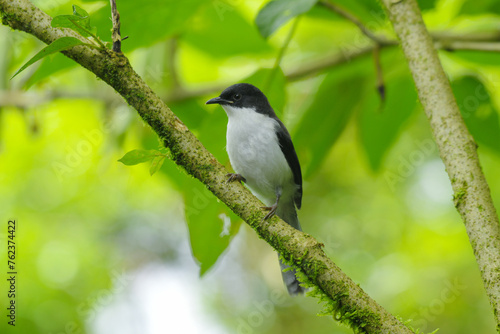 Dark-backed sibia