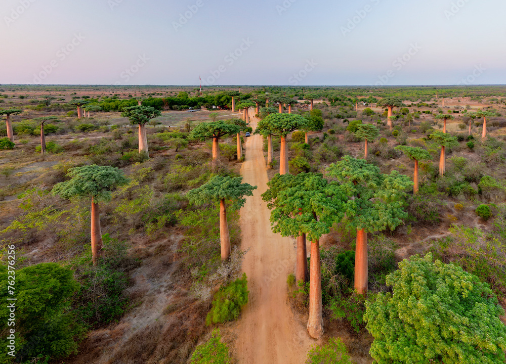 Φωτογραφία Aerial view of the alley of the Baobabs near Morondava, Madagascar