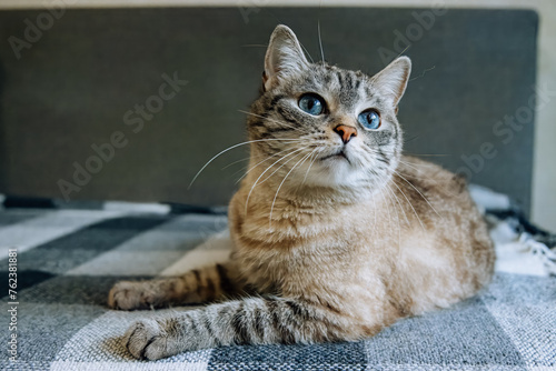 A female cat with blue eyes and striped fur lays on the sofa and looks right toward the camera lens. Close-up portrait of a cute striped female cat with blue eyes.   © Mariia