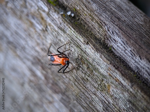 an insect perched on wood 