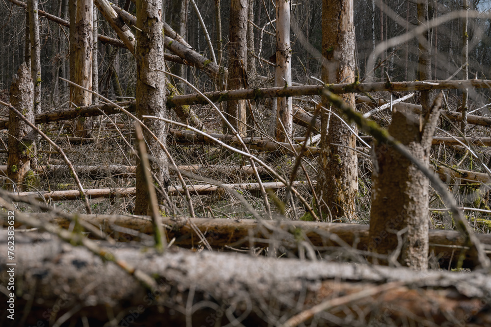 Im Frühjahrswald, Fichtenwald Schaden Forst, Moose und Wildnis Im Frühjahrswald, Fichtenwald Schaden Forst, Moose und Wildnis