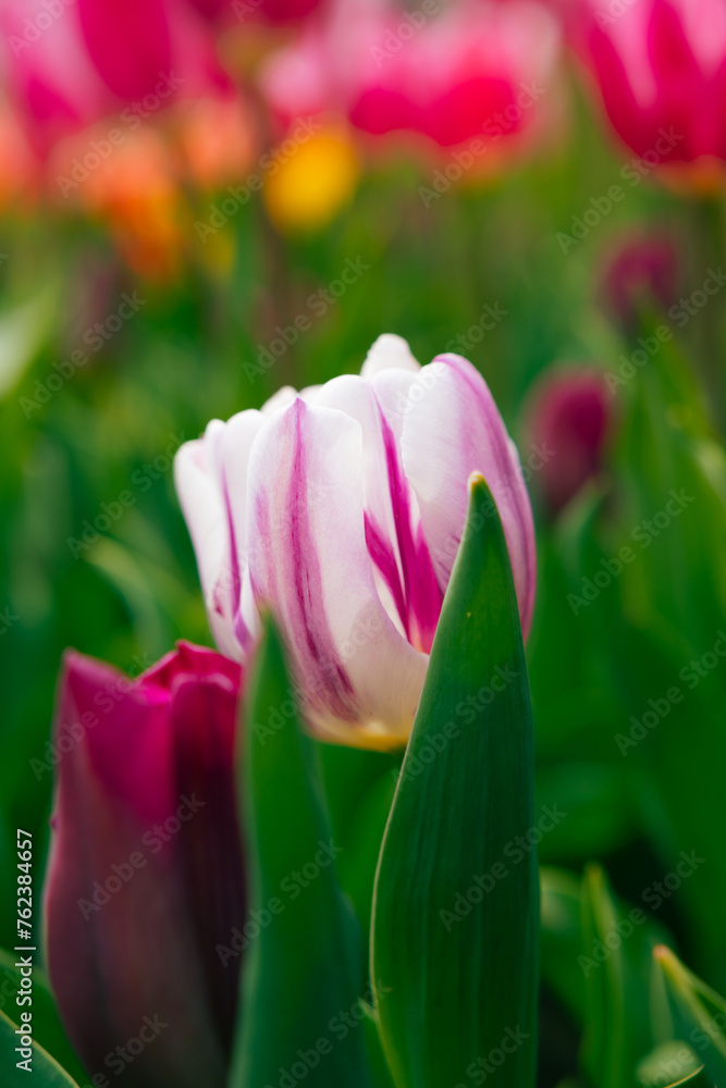 Naklejka premium A white and pink colored tulip in focus.