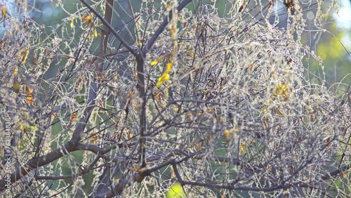 Vitex negundo, Chinese chaste tree photo