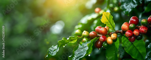 Fresh coffee cherries on branch at sunrise. Ripe coffee cherries and green leaves bask in golden morning sunlight banner with copy space