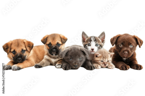 Group of Happy dogs and cats that looking at the camera together isolated on transparent background, Row of friendship between dog and cat, amazing friendliness of the pets.