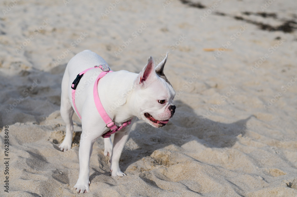 French bulldog is playing on the beach by the sea. The pet loves sand. Purebred dog running.
