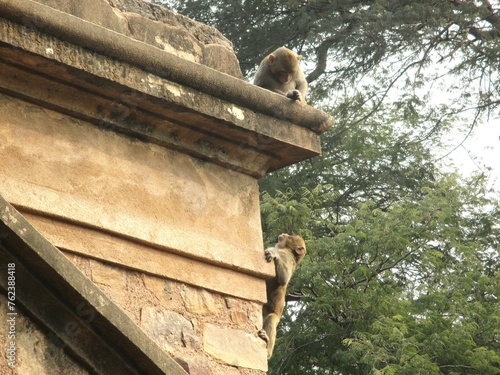 Photography Climbing monkeys, Delhi, India