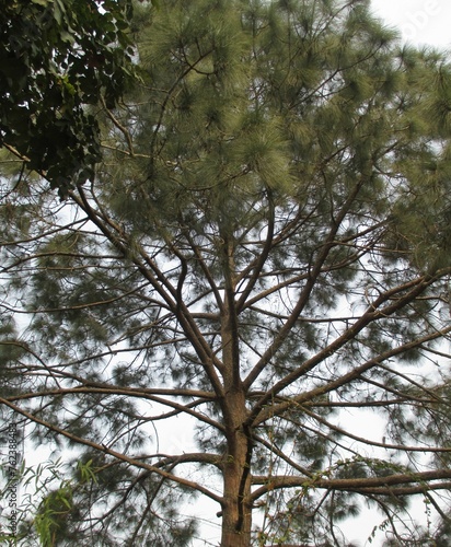 Conifer in Delhi  India