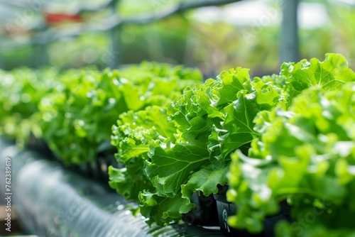 Vibrant green lettuce growing in a hydroponic system inside a greenhouse