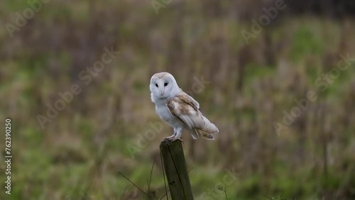 Slow Motion of a Barn Owl Perched on a Post