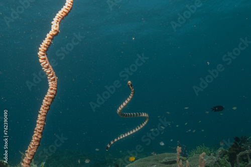 Banded Sea Krait Laticauda colubrina in the Sea of the Philippines
 photo