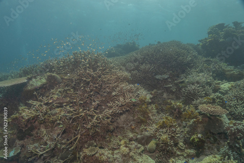 Coral reef and water plants at the Sea of the Philippines 