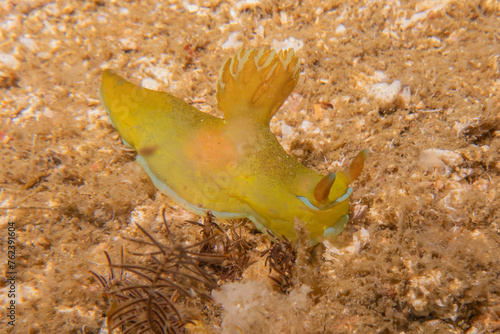 Sea slug at the Sea of the Philippines
