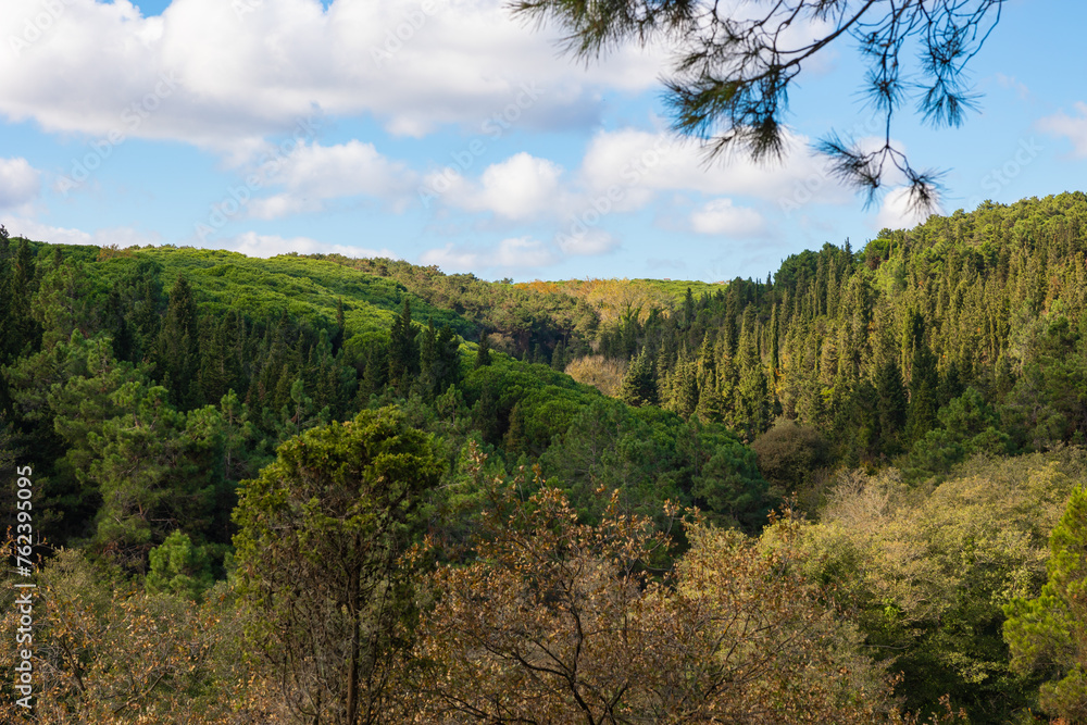 Forest view with partly cloudy sky. Carbon neutrality concept