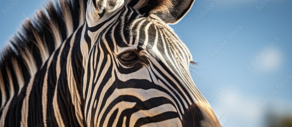 Naklejka premium A closeup of a zebras snout with a backdrop of an electric blue sky, showcasing the beauty of this terrestrial animal in a grassland landscape